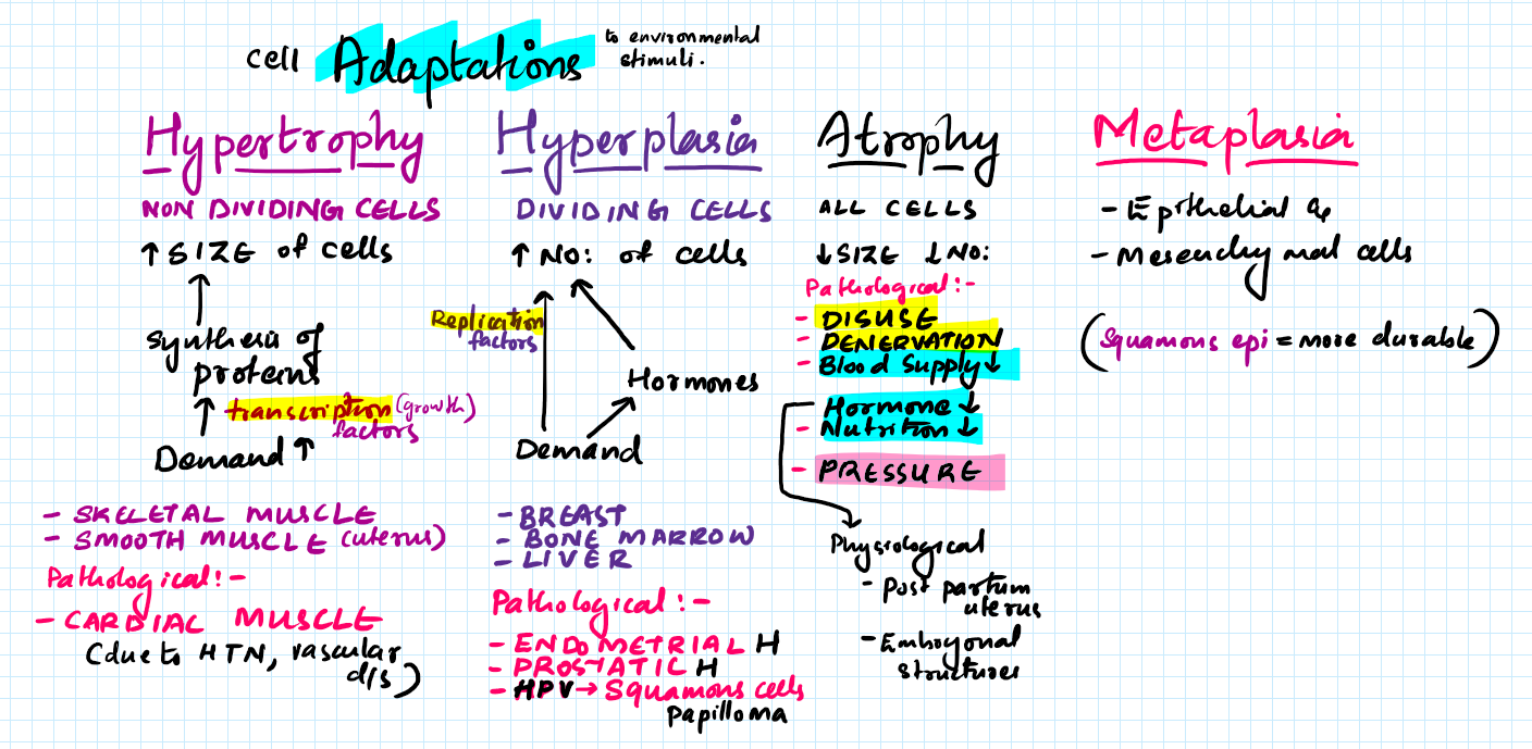 Hypertrophy, hyperplasia, atrophy and metaplasia – Pathonotes